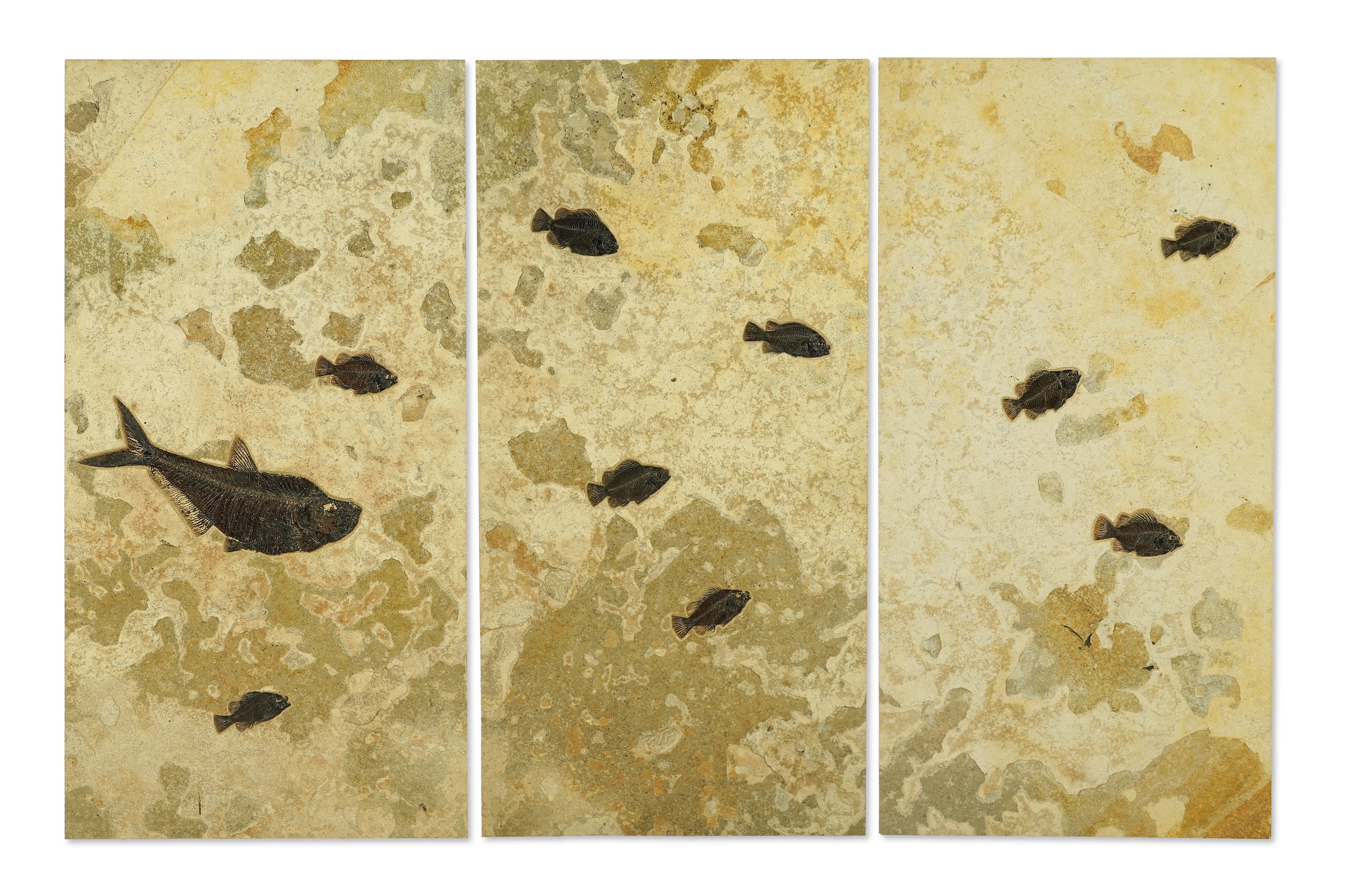 A large and impressive fish fossil triptych
